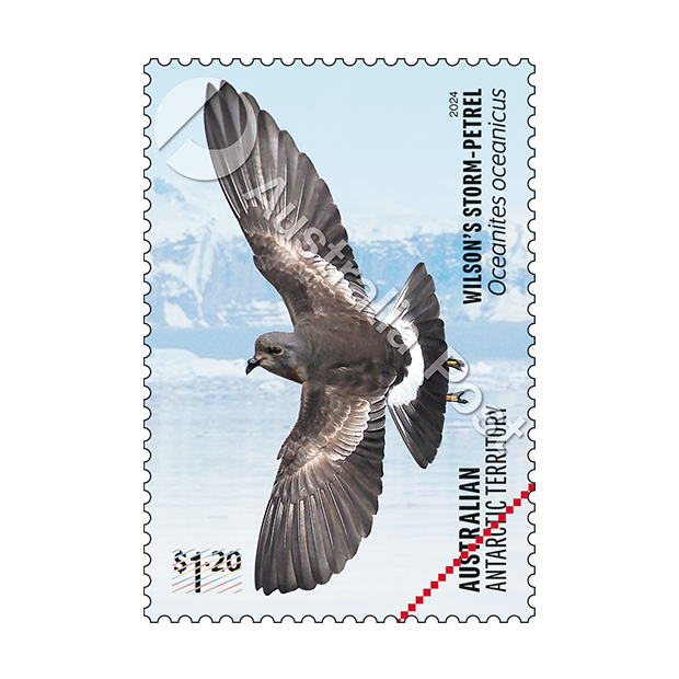 Australian Antarctic Territory: Petrels