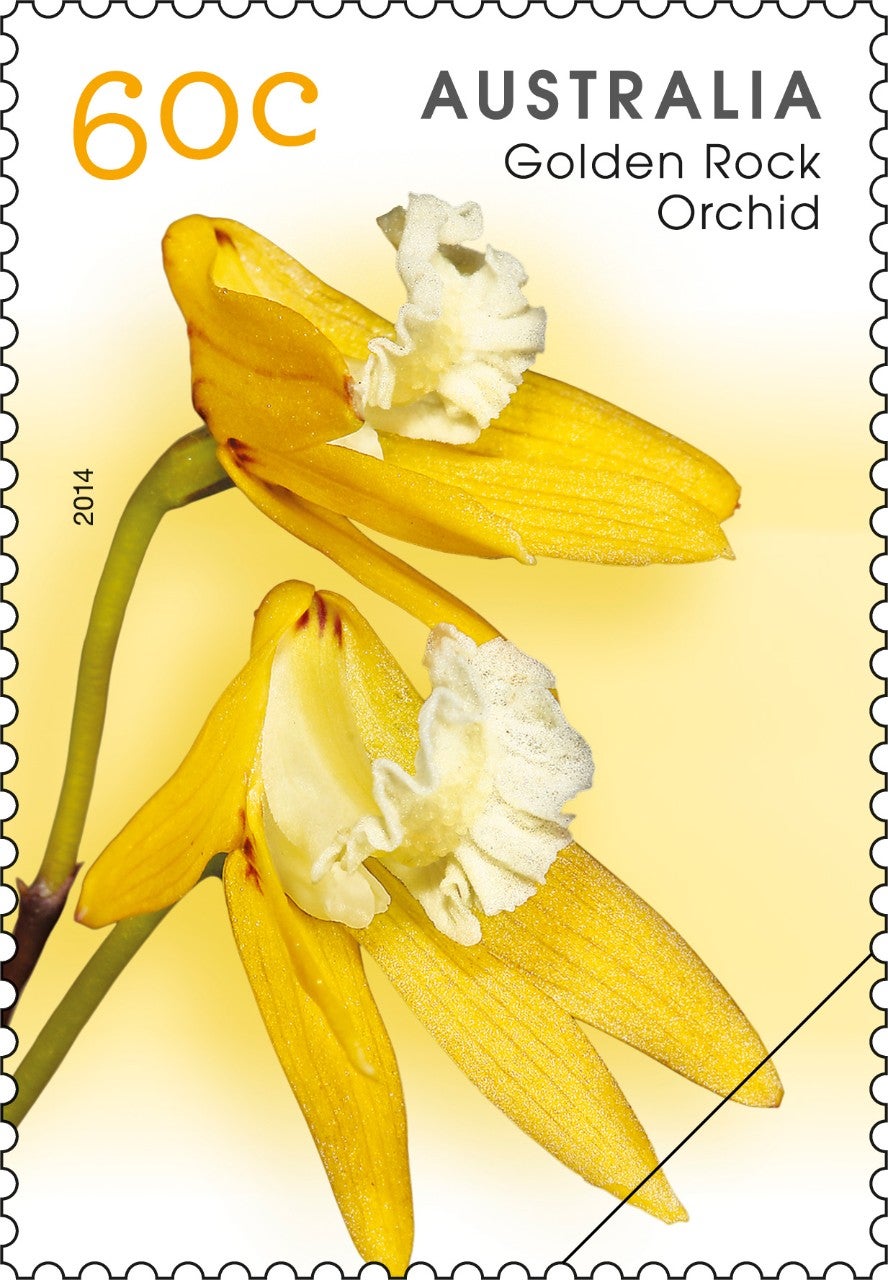 Orchid_Stamp_01_400 Native Orchids