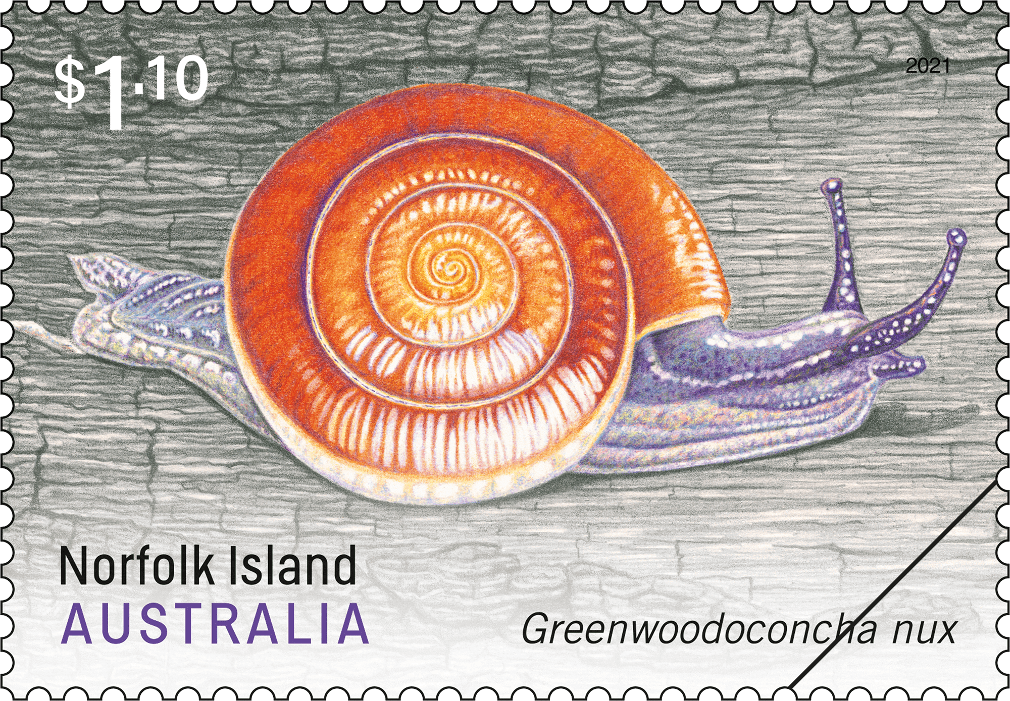 Norfolk_Island_Snail_01_400