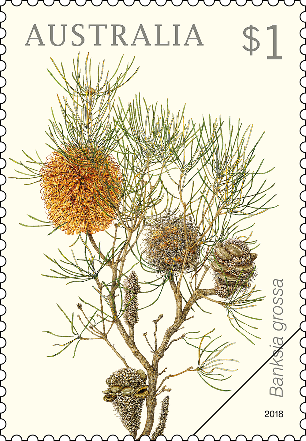 Banksia grossa 20 February 2018