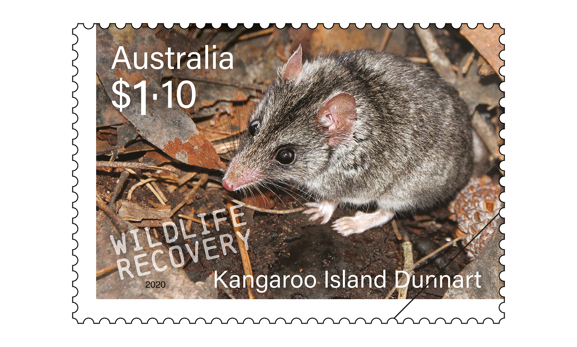 SCM_Wildlife_Recovery_Stamp_06_400 Kangaroo Island Dunnart