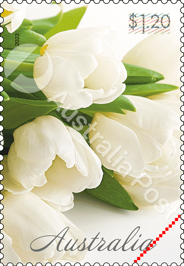 $1.20 White Tulips