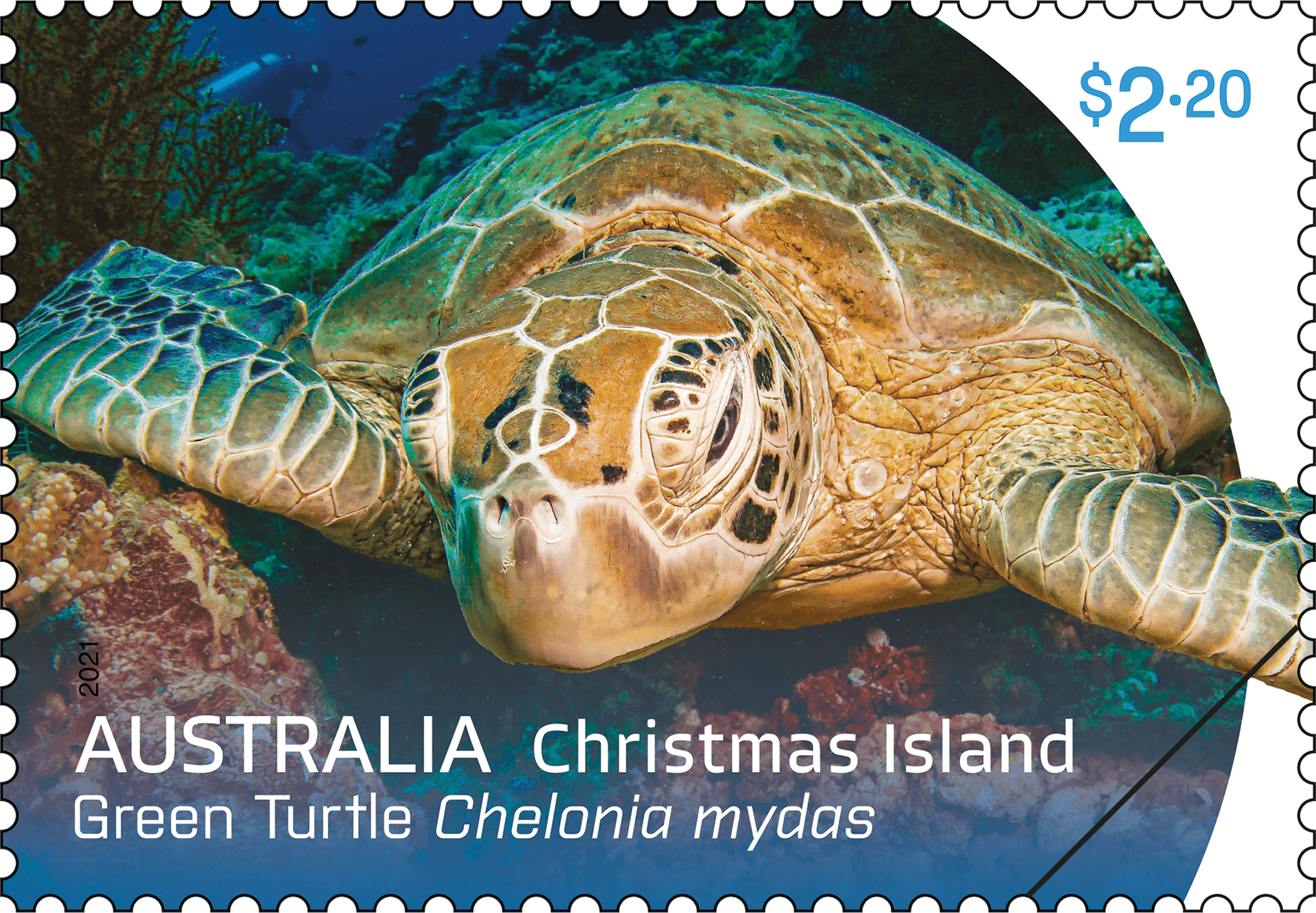CI_turtles_stamp_01_400