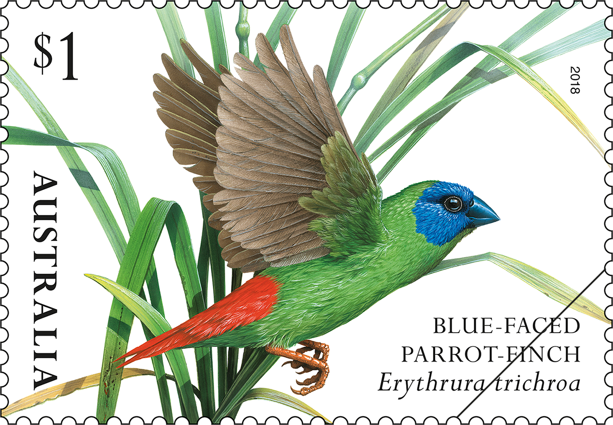 Finches of Australia Blue-faced parrot-finch $1 - Blue-faced Parrot-Finch (Erythrura trichroa)