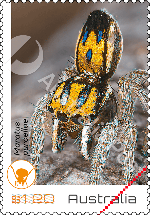 2023_Peacock_stamp_03_400 $1.20 Maratus purcellae