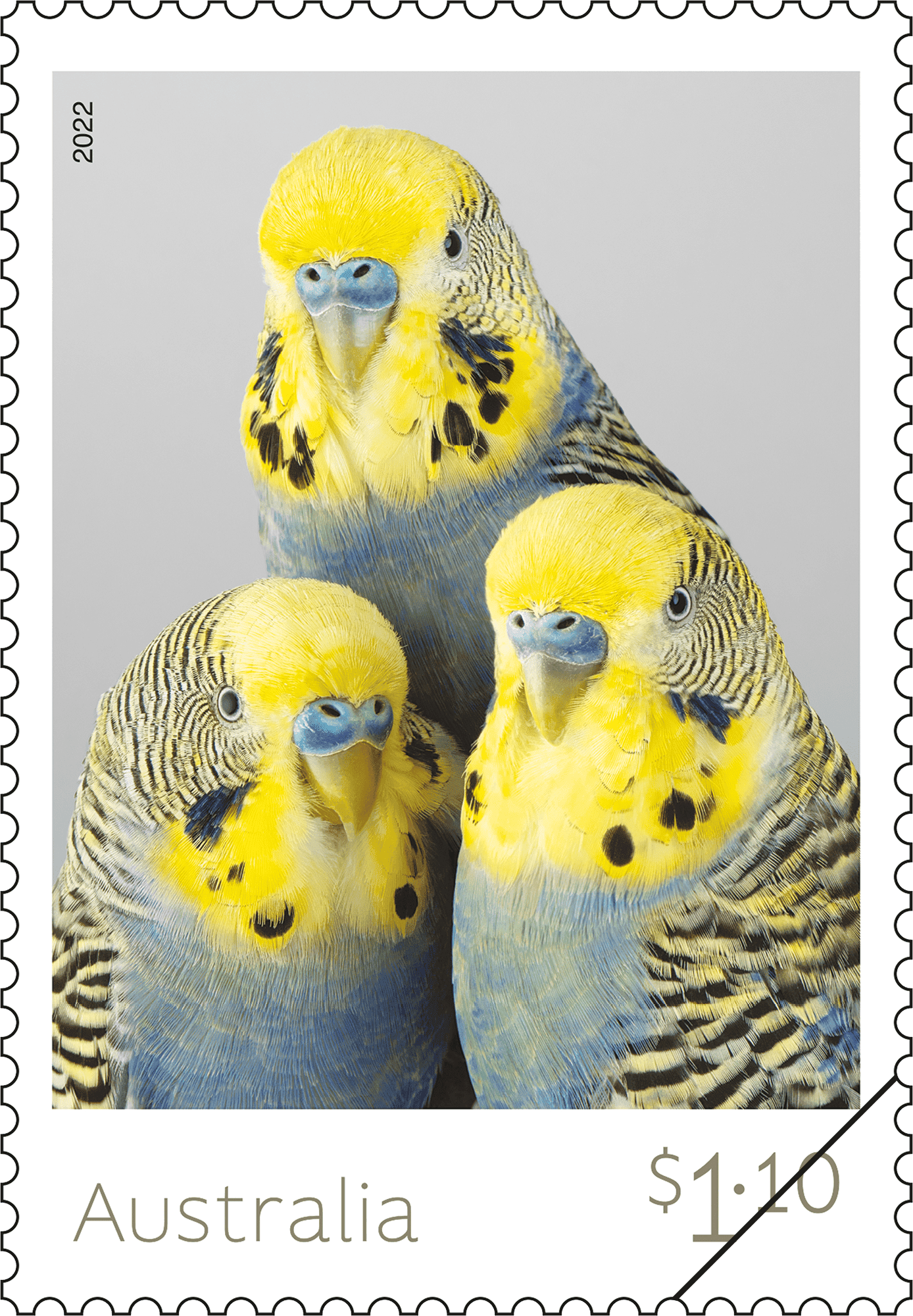 Budgies_Stamp_01_400 Budgerigars