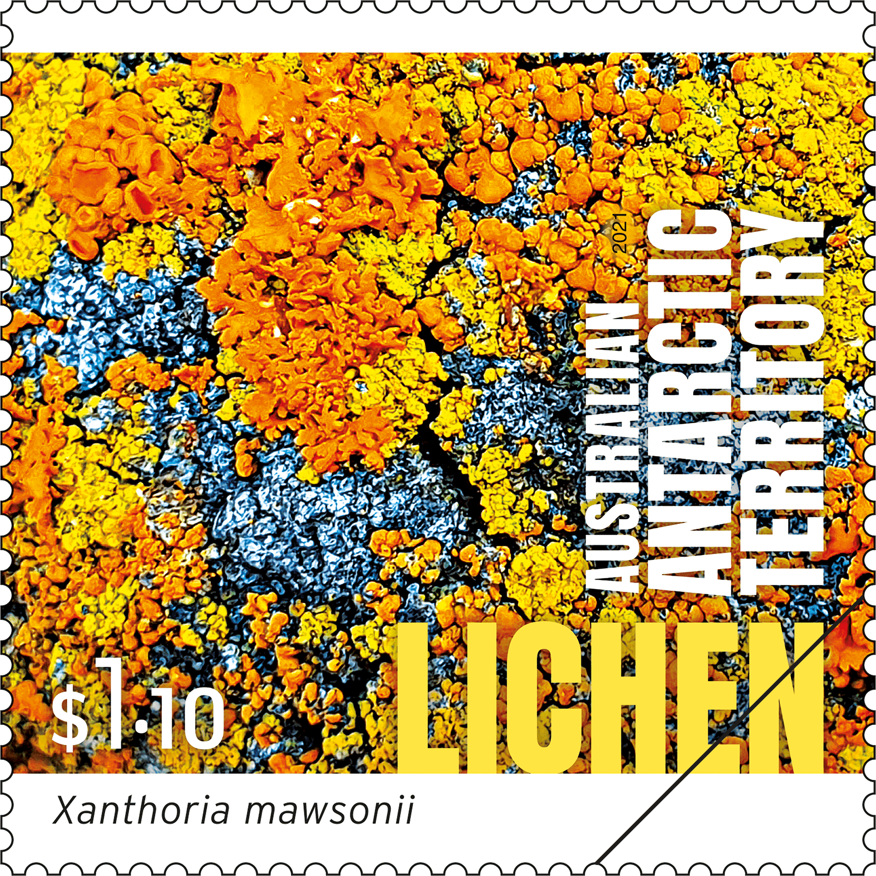 AAT_Lichen_Stamp_04_400 Xanthoria mawsonii