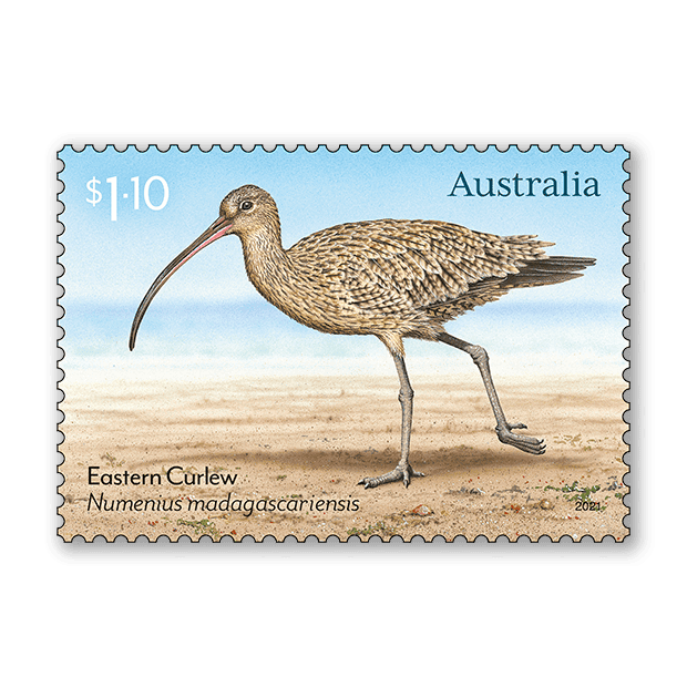 $1.10 Eastern Curlew, Numenius madagascariensis