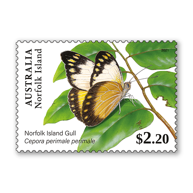 Norfolk Island Butterflies Norfolk Island Butterflies