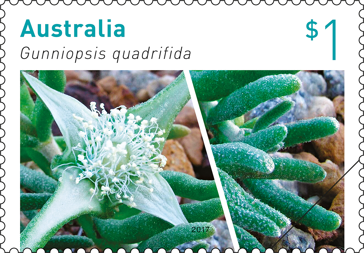 Gunniopsis quadrifida