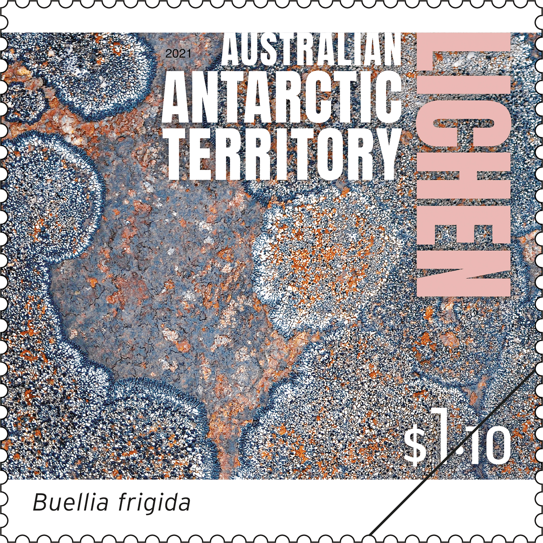 AAT_Lichen_Stamp_04_400 Buellia frigida