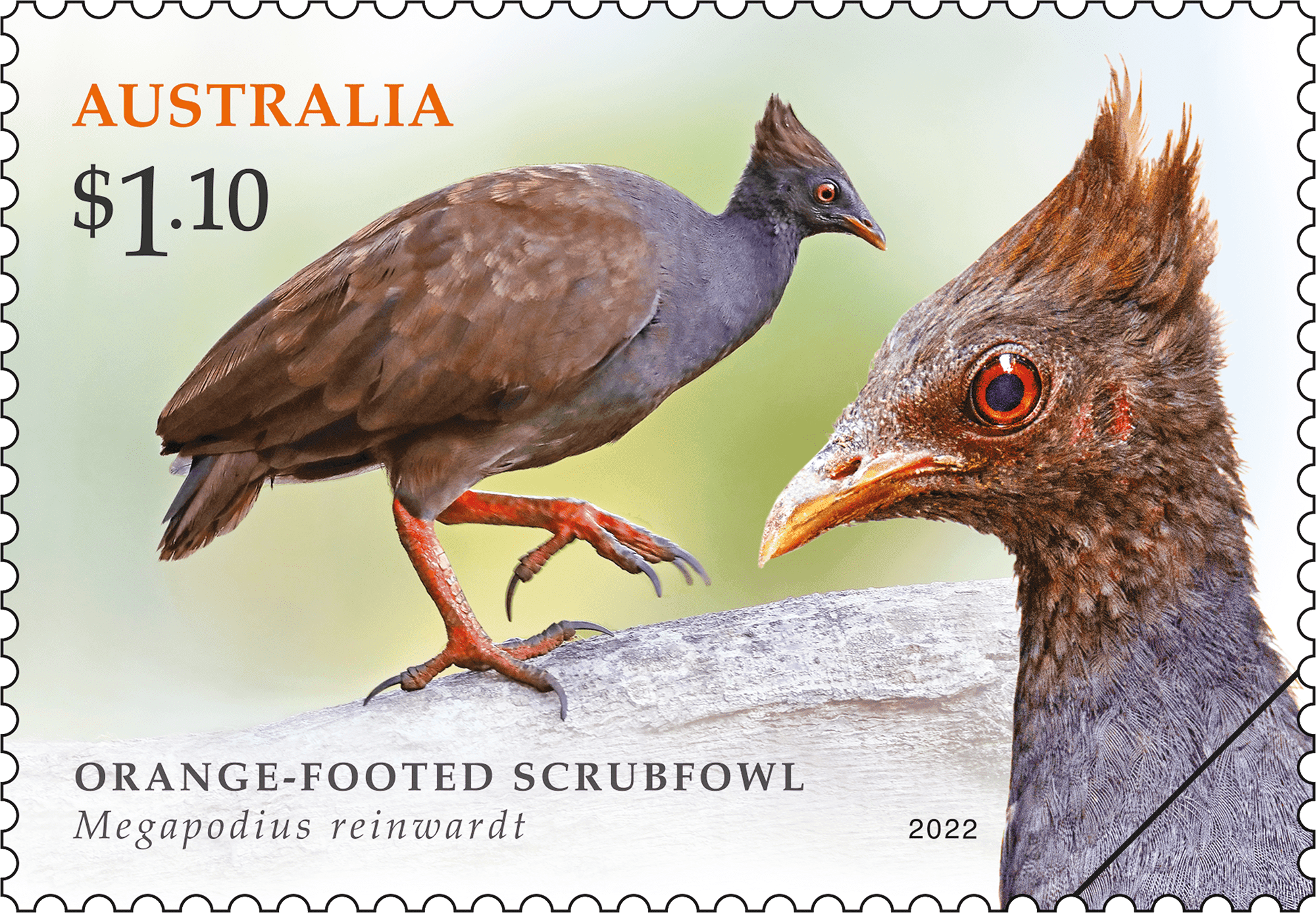 Megapodes_Mallee_400 $1.10 Orange-footed Scrubfowl (Megapodius reinwardt)
