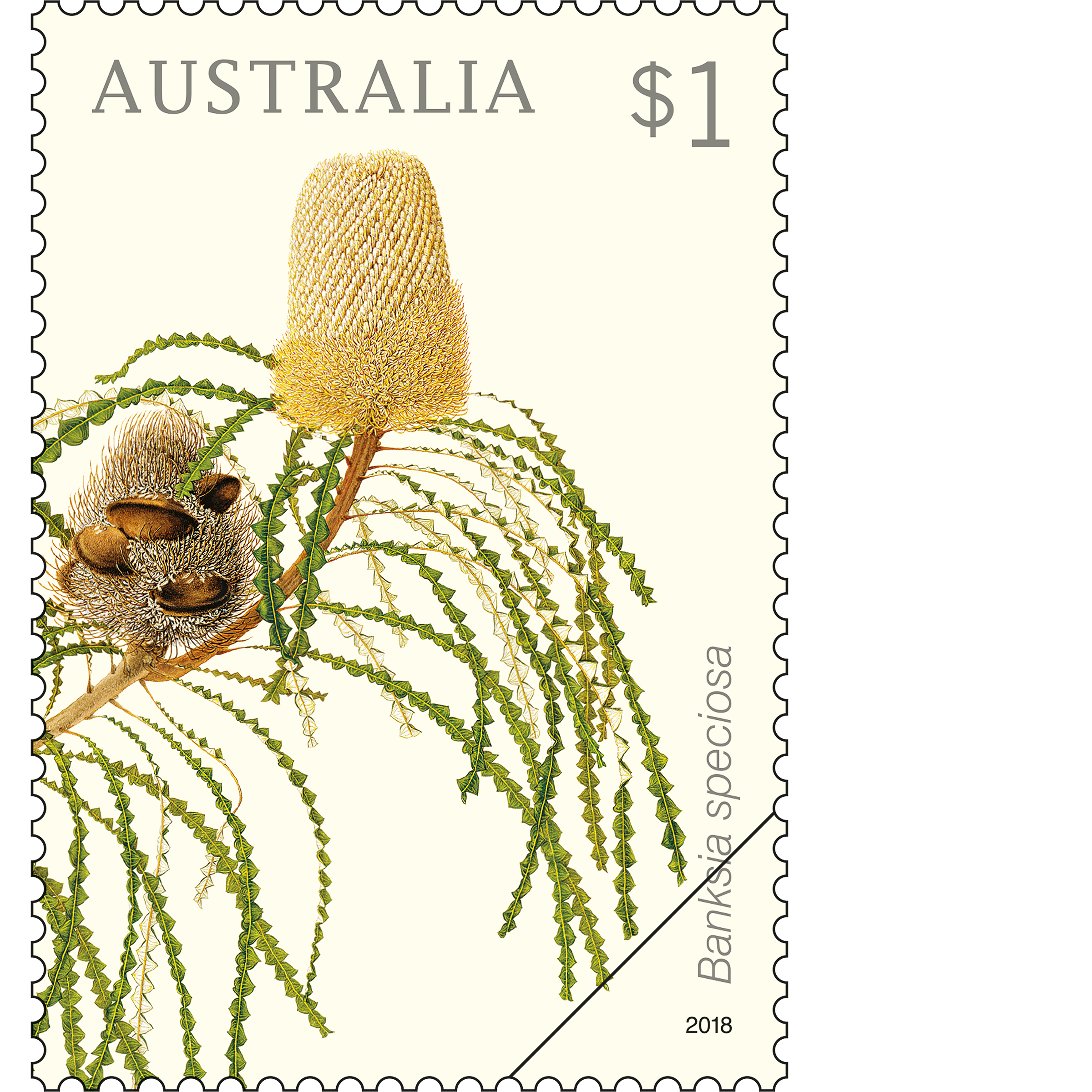 Banksia_Speciosa_Stamp_400 $1 Banksia speciose