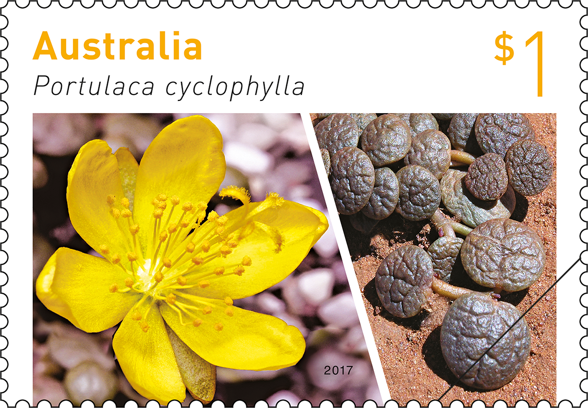 Portulaca cyclophylla