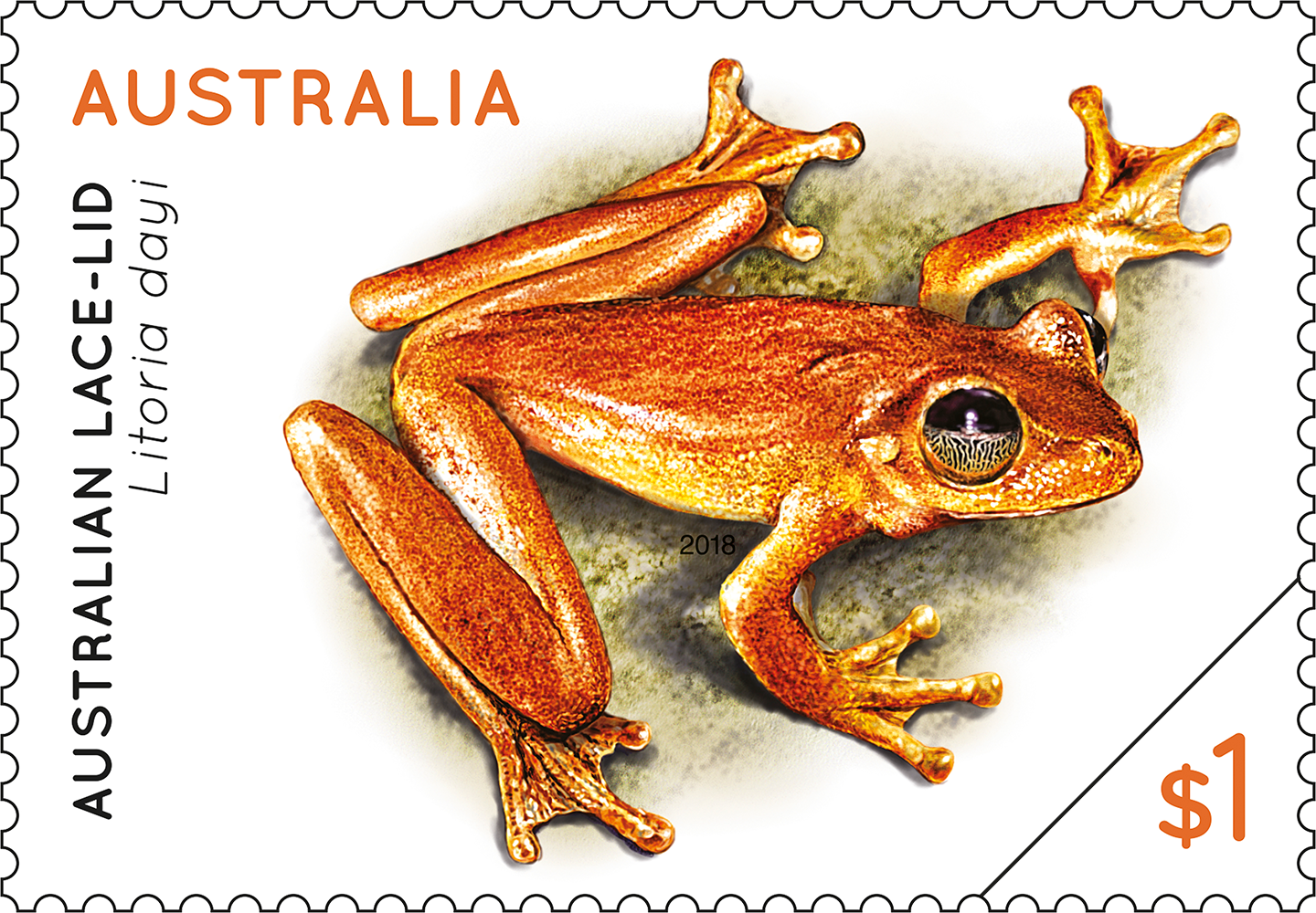 Australian Lace-Lid