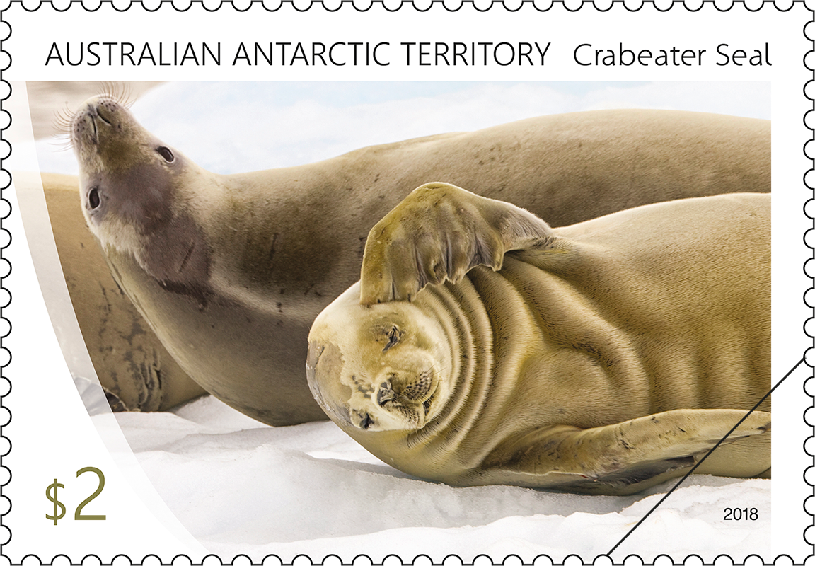 AAT Crabeater Seal family group Family group
