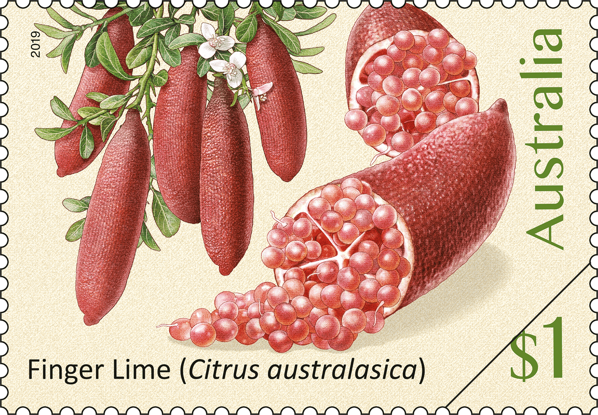$1 - Finger Lime (Citrus australasica)