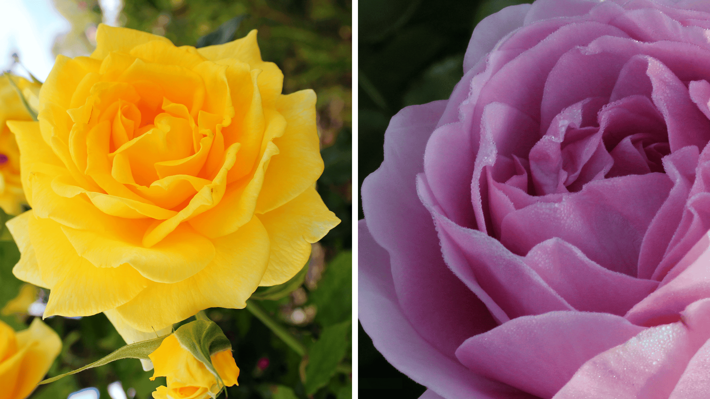 ‘Gold Bunny’ and ‘Lilac Rose’ courtesy Melanie Trimper. Gold Bunny and Lilac Rose