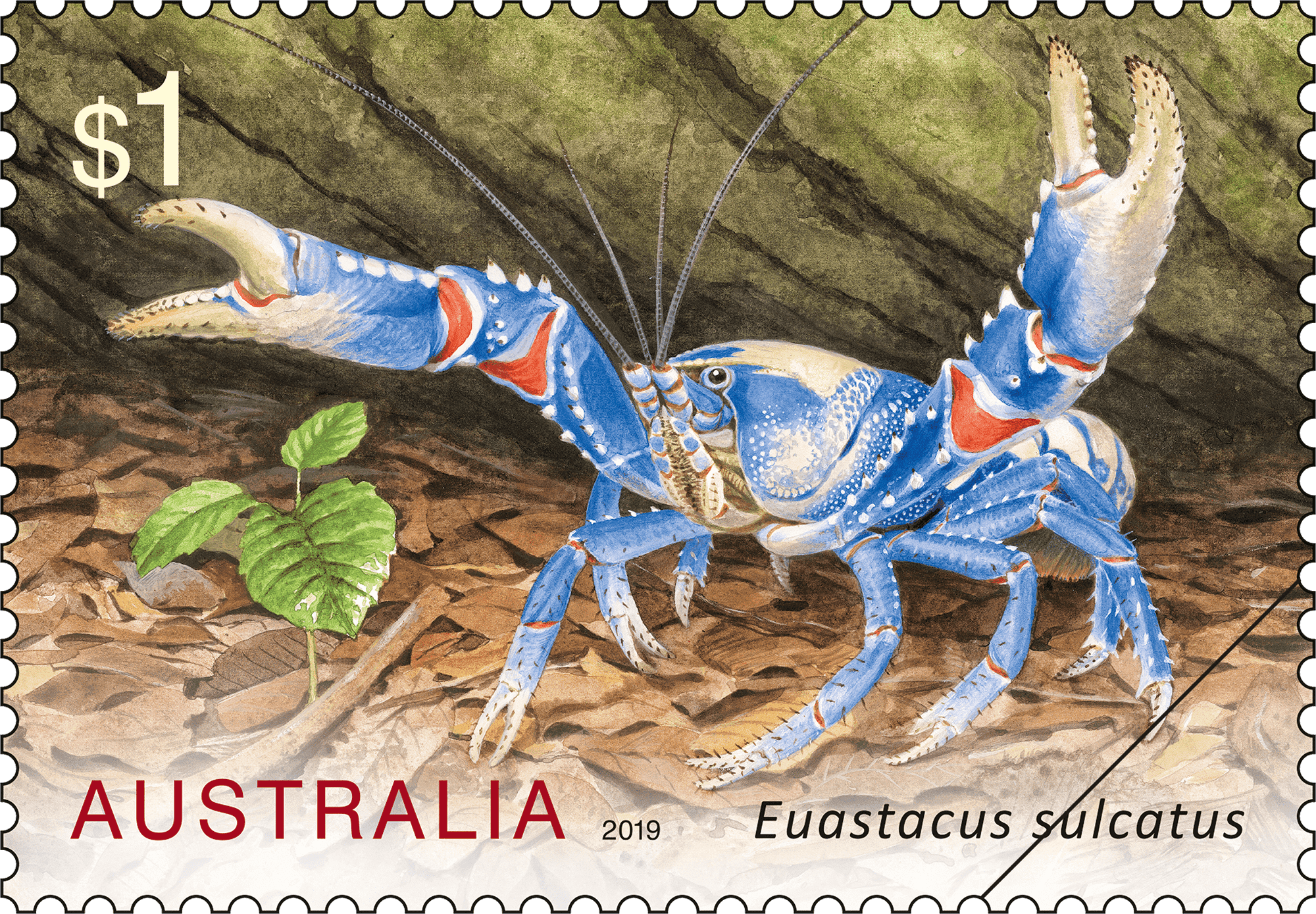 $1 - Euastacus sulcatus