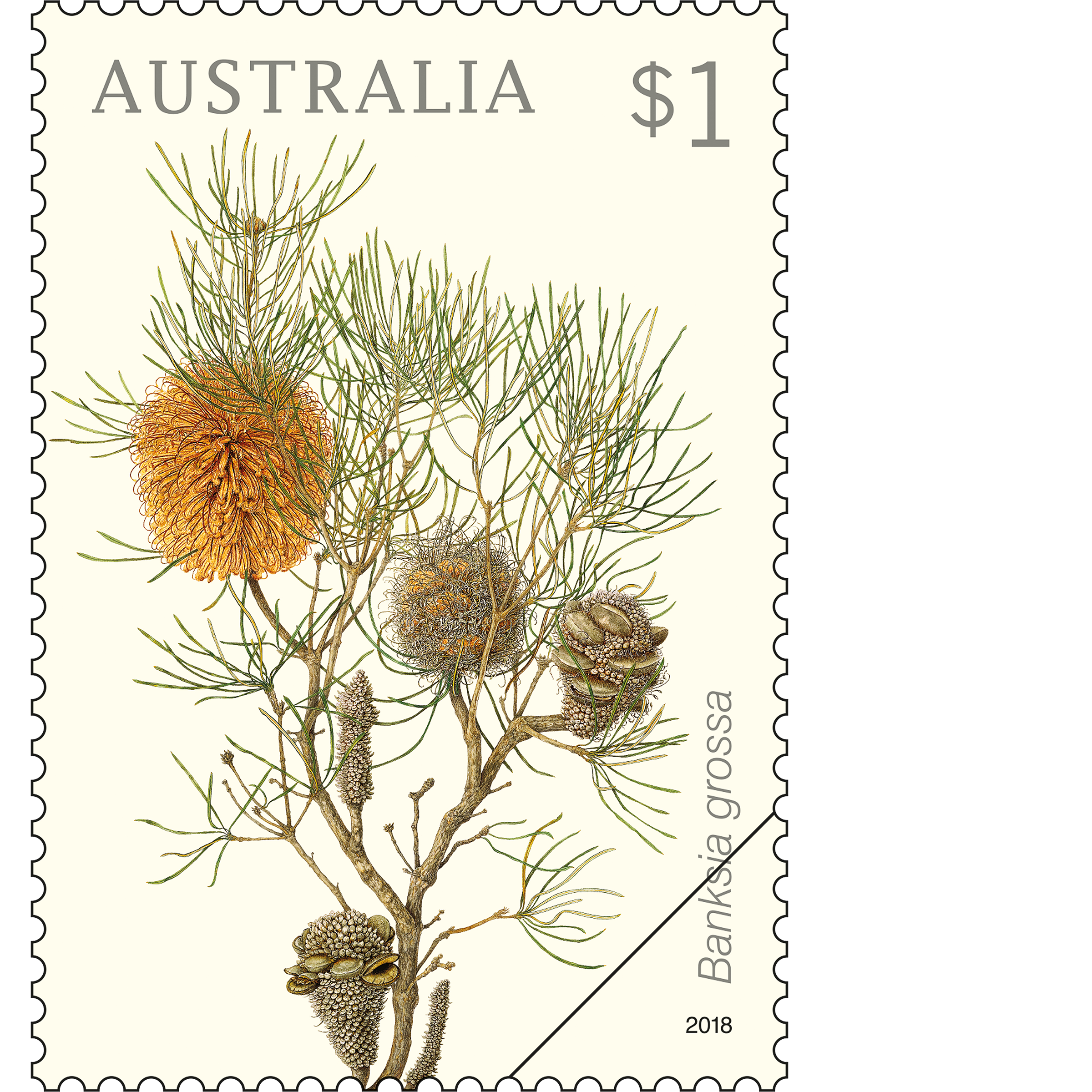 Banksia_Speciosa_Stamp_400