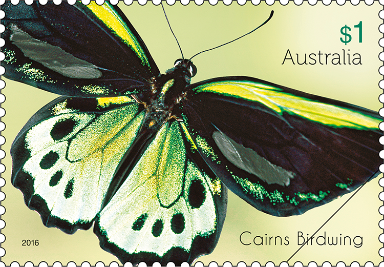$1 Cairns Birdwing (Ornithoptera euphorion)