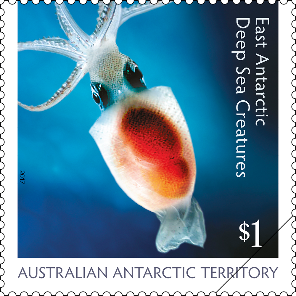 Antarctic neosquid (Alluroteuthis antarcticus) 7 March 2017 AAT: East Antarctic Deep Sea Creatures