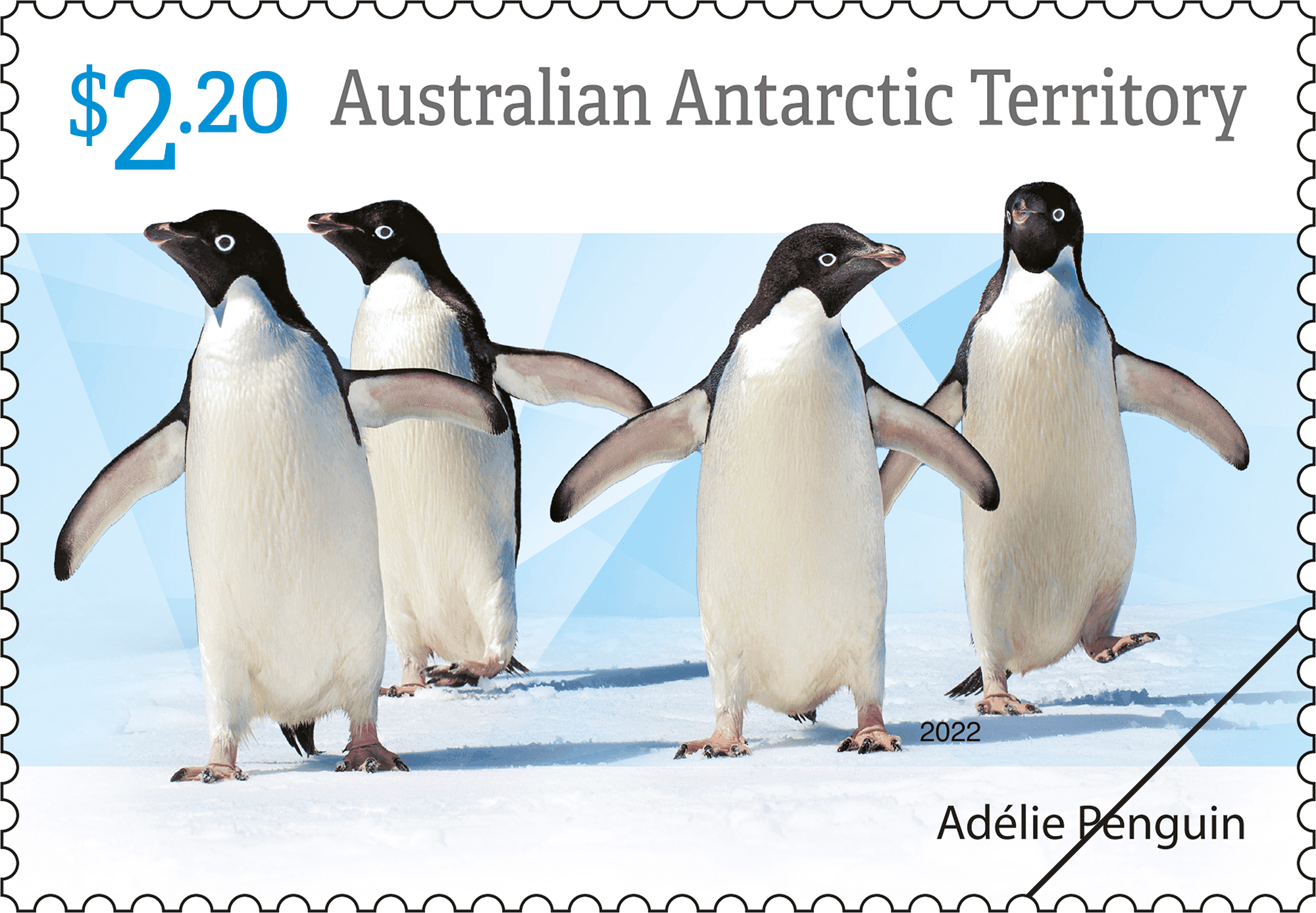 AAT_Penguins_1_400 $2.20 Group of Adélie Penguins