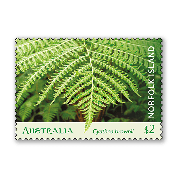 Norfolk Island Tree Fern