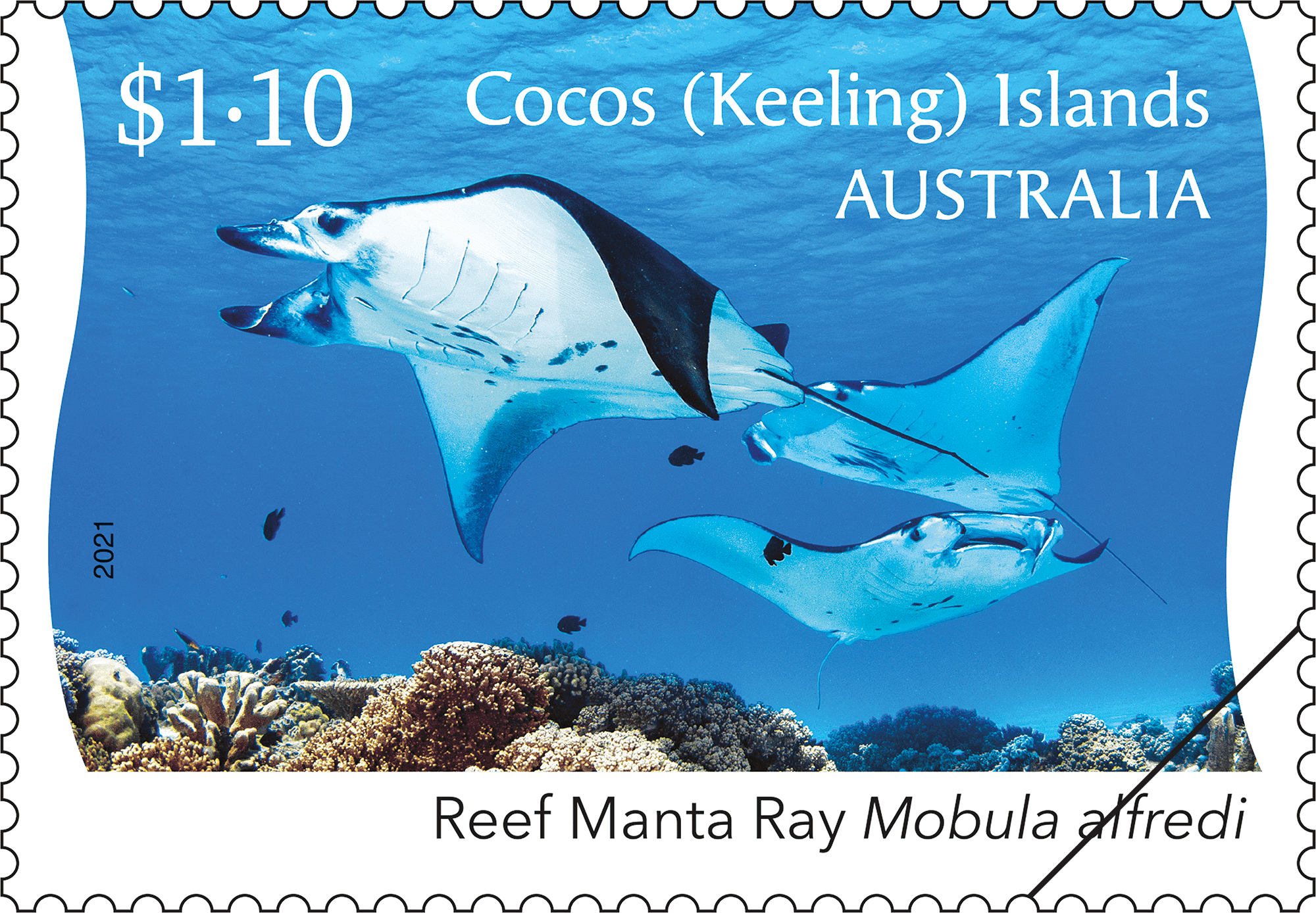 CKI Manta Ray stamp_01_400