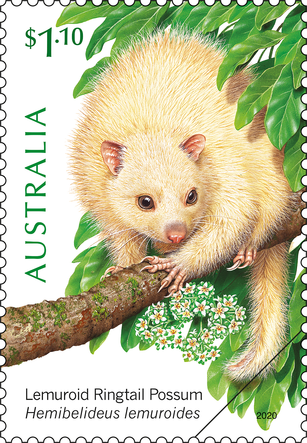 possum_400 Lemuroid Ringtail Possum
