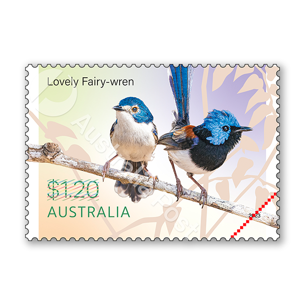 Fairy-wrens