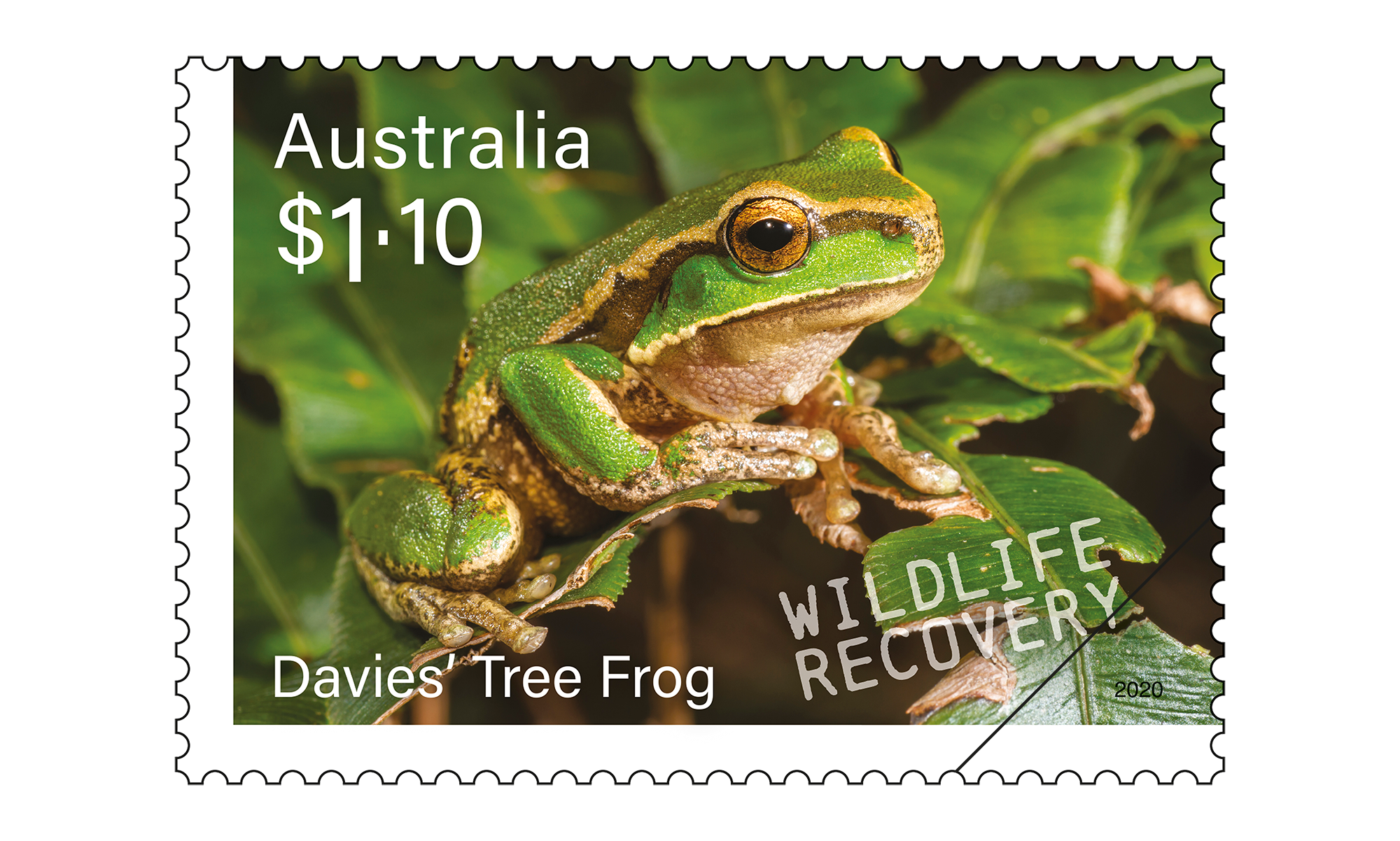 SCM_Wildlife_Recovery_Stamp_06_400 Davies’ Tree Frog