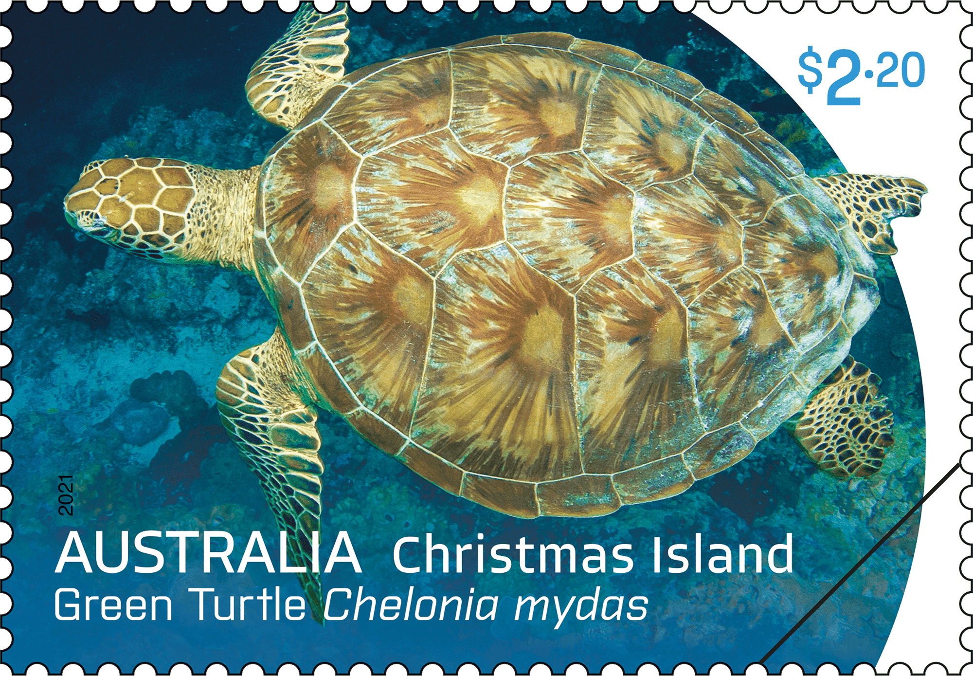 CI_turtles_stamp_01_400