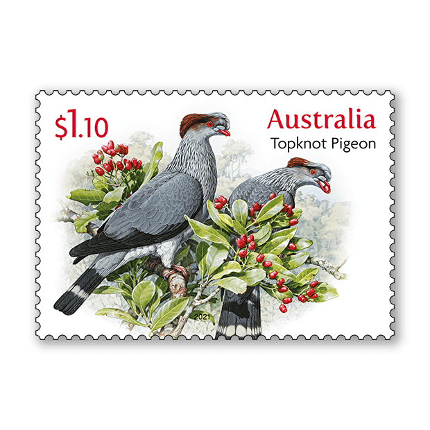 Doves and Pigeons