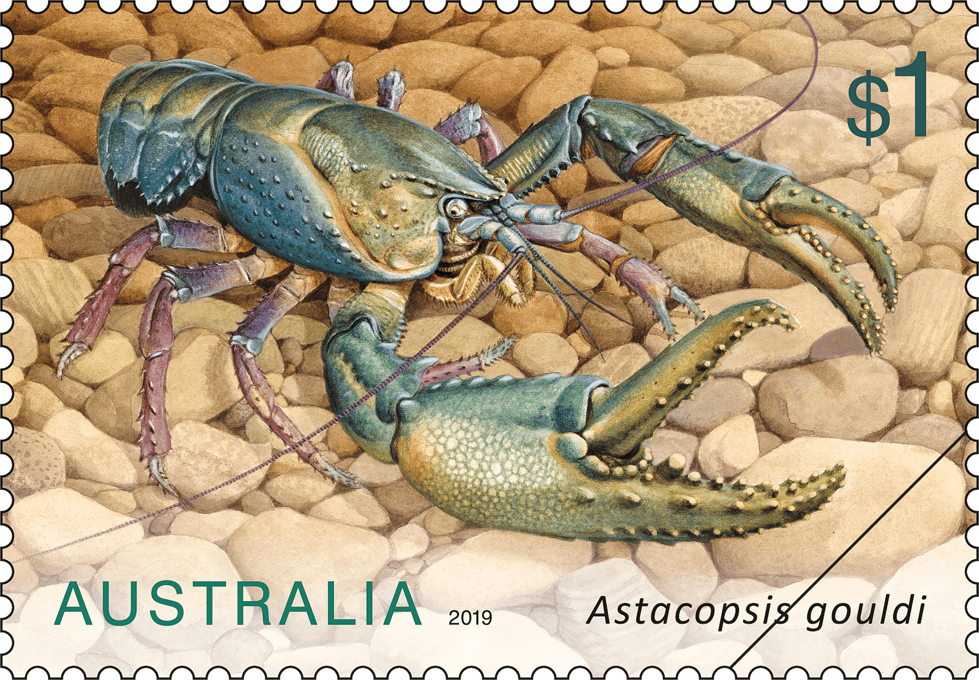 $1 - Astacopsis gouldi