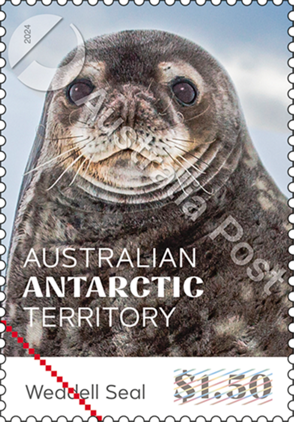 $1.50 – Weddell Seal Leptonychotes weddellii