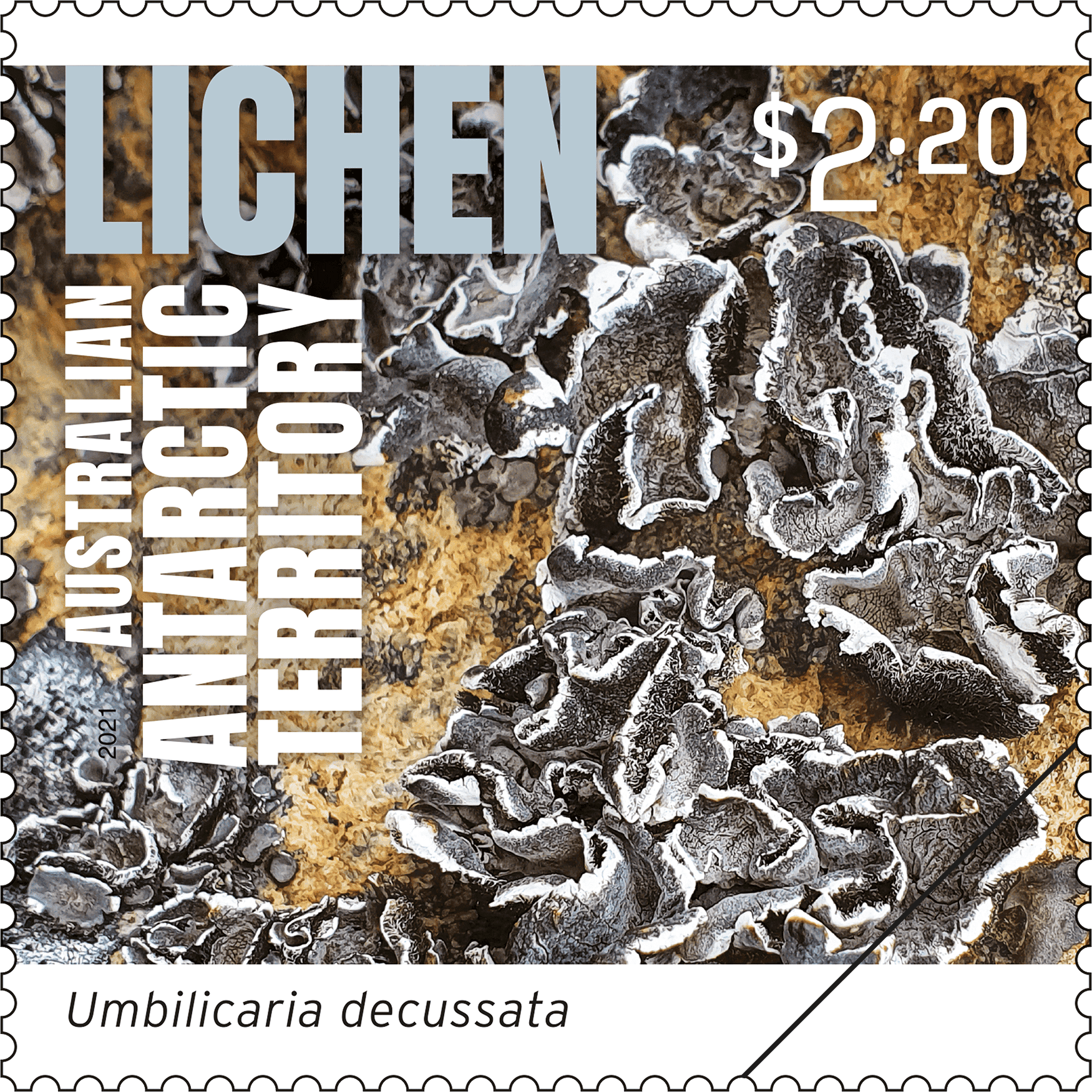 AAT_Lichen_Stamp_04_400 Umbilicaria decussata