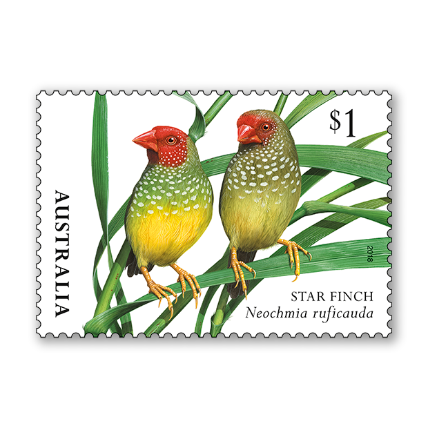Finches of Australia