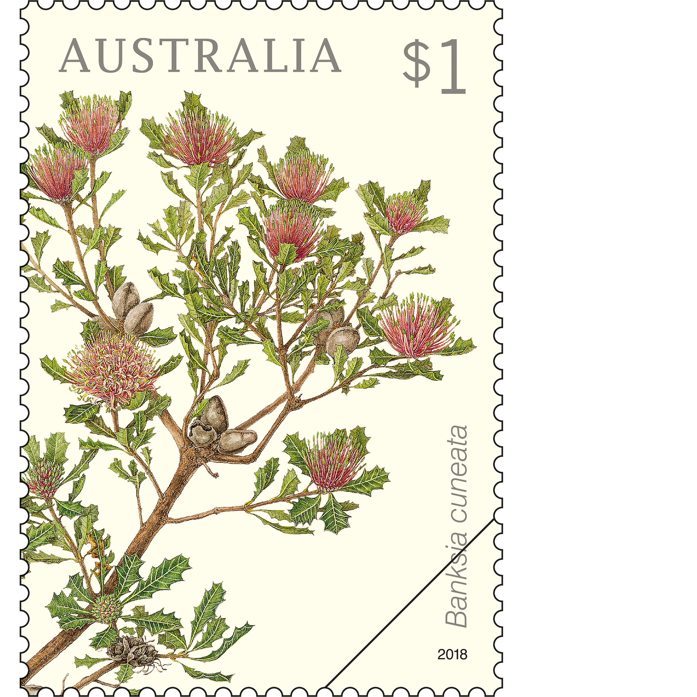 Banksia_Speciosa_Stamp_400 $1 Banksia cuneata