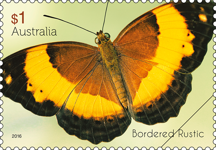 $1 Bordered Rustic (Cupha prosope)