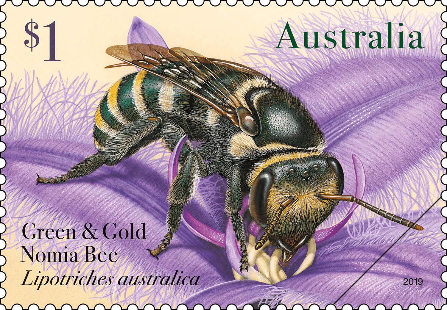 $1 - Green and Gold Nomia Bee (Lipotriches australica)