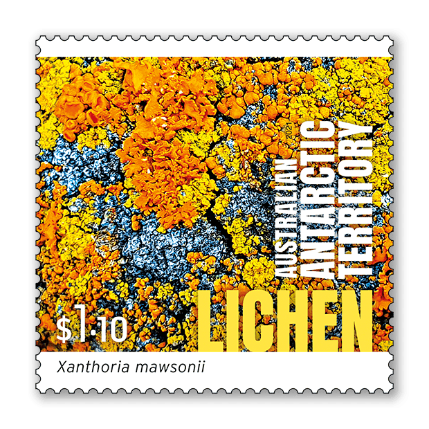 Australian Antarctic Territory: Lichen Australian Antarctic Territory Lichen