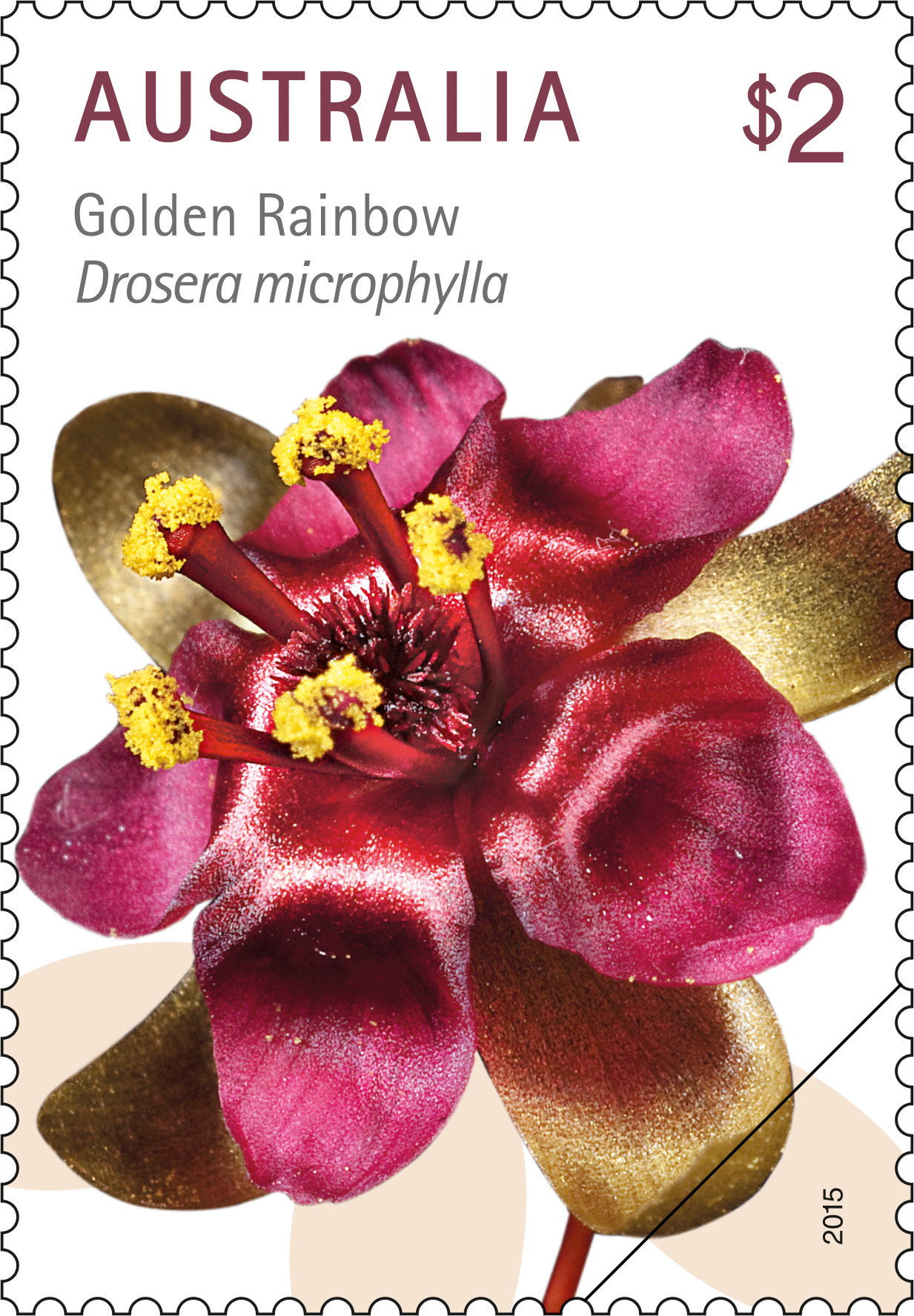 Golden_Rainbow_Stamp_400 Golden Rainbow, Drosera microphylla