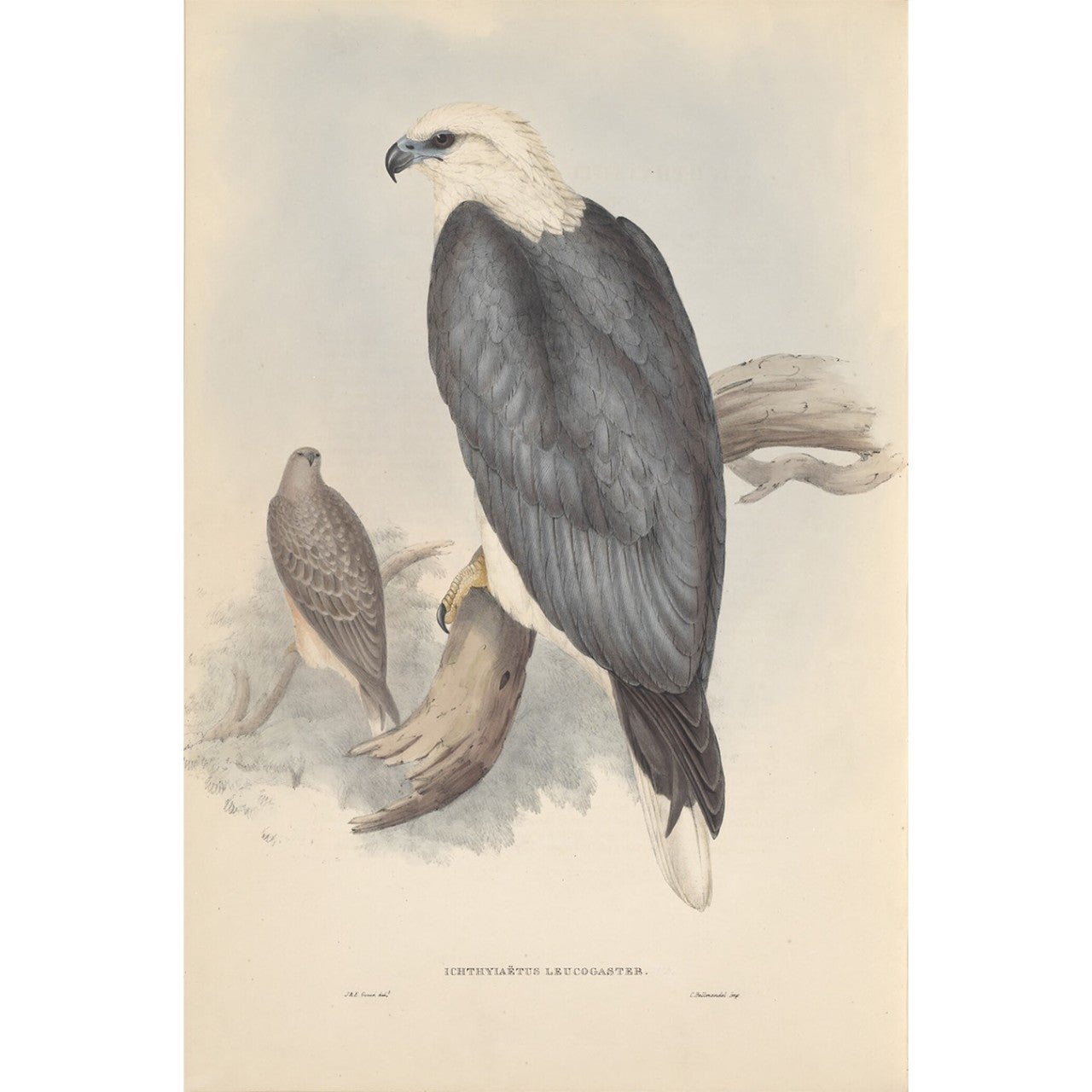 A lithograph of the White-bellied Sea Eagle from The Birds of Australia, attributed to J & E Gould, National Library of Australia, nla.obj-52986893 White-bellied Sea Eagle from The Birds of Australia
