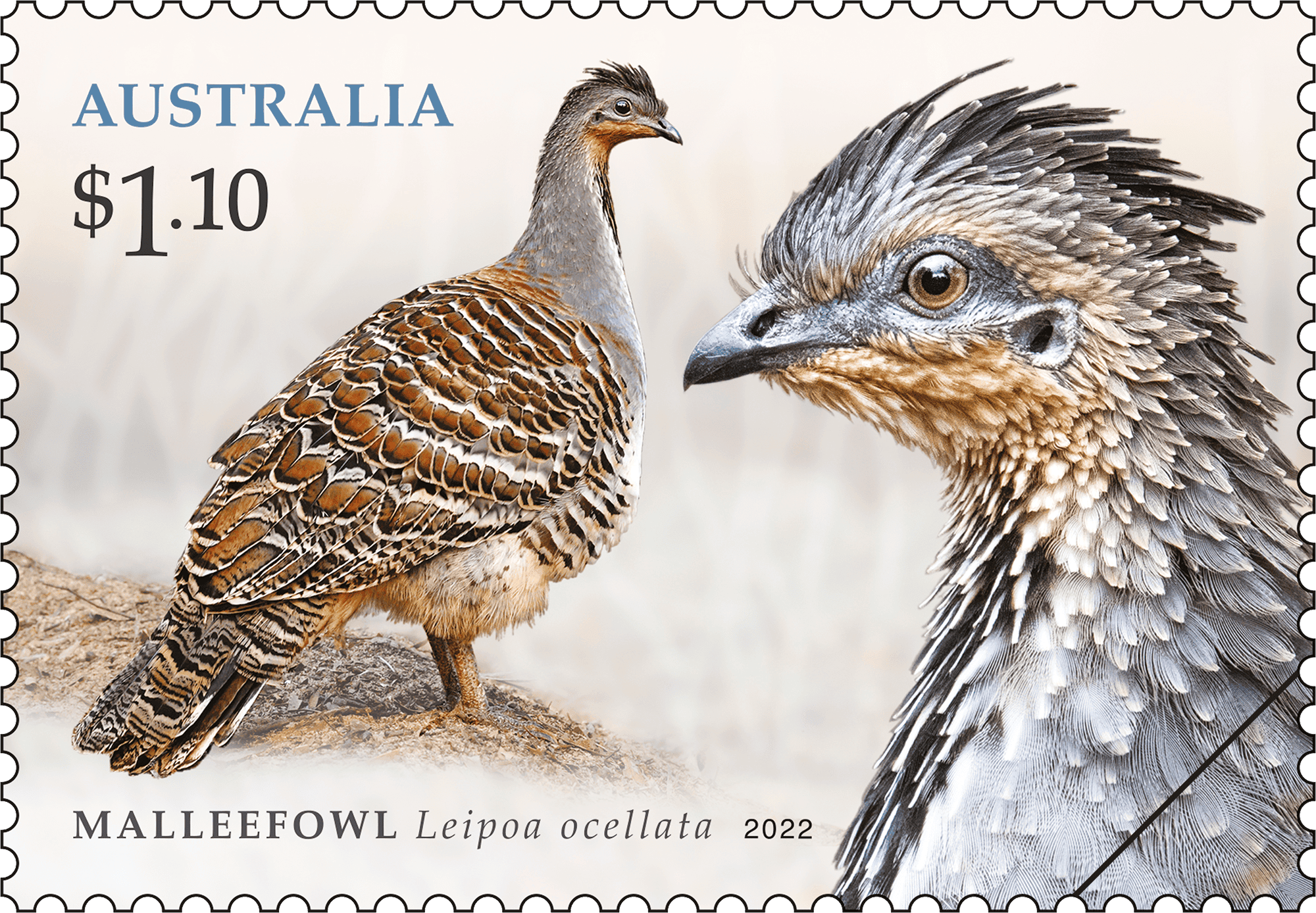 Megapodes_Mallee_400 $1.10 Malleefowl (Leipoa occellata)