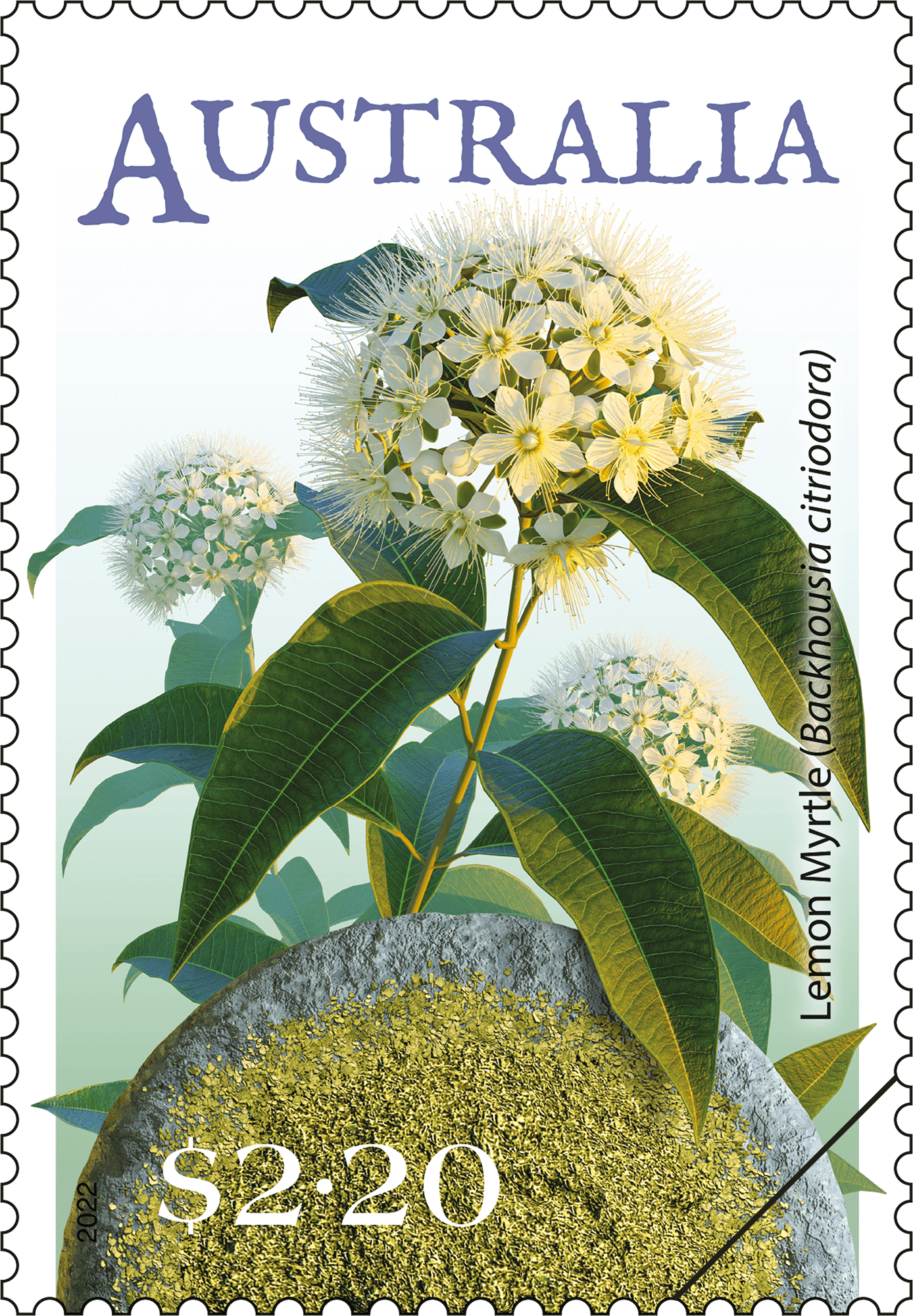 Bush seeds_River_Mint_Single_400 $2.20 Lemon Myrtle (Backhousia citriodora)