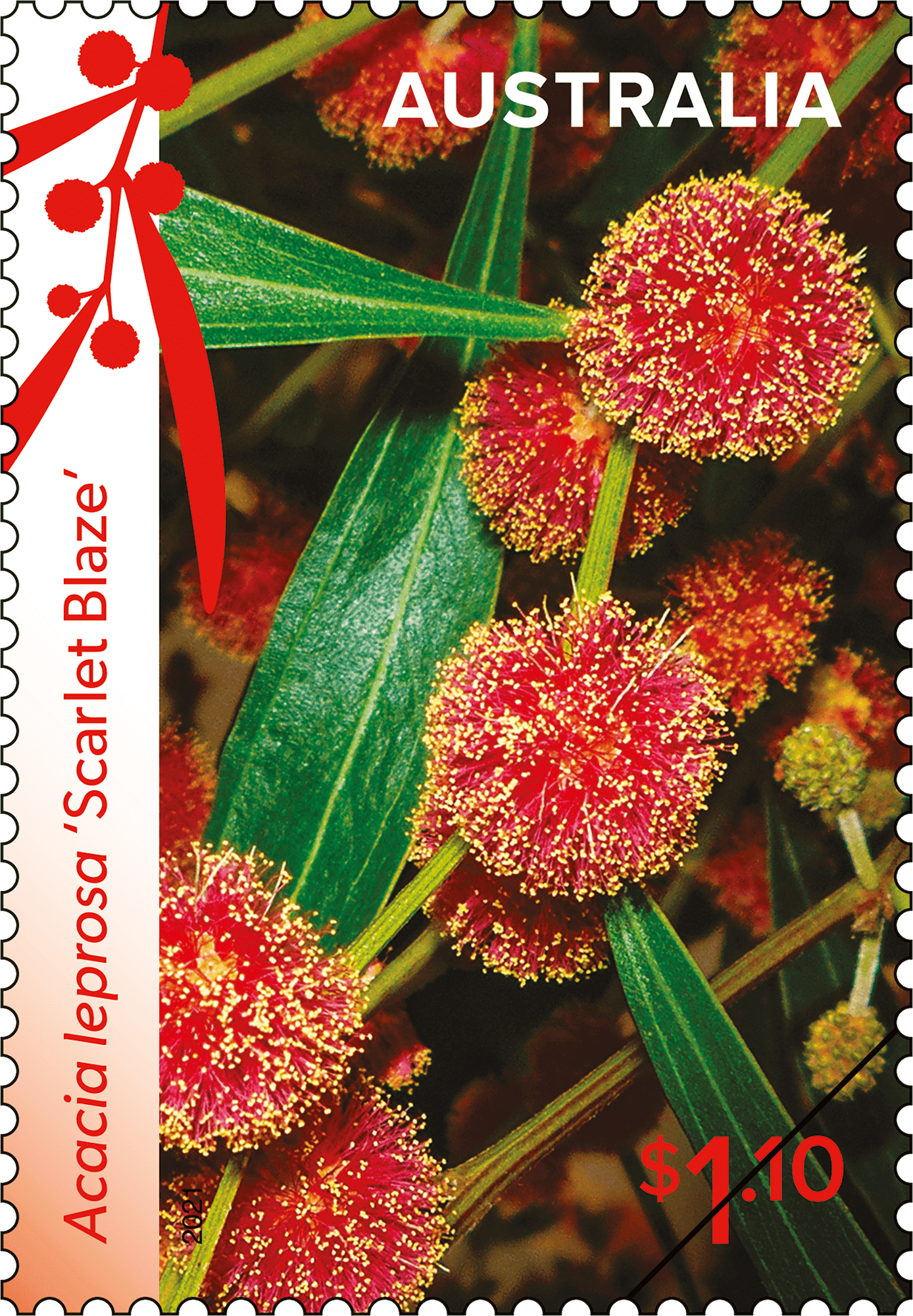 WW_WHITE_Stamp_03_400 Acacia leprosa ‘Scarlet Blaze’