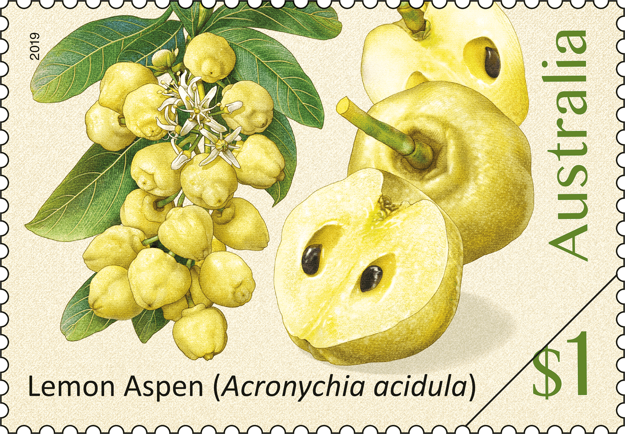 $1 - Lemon Aspen (Acronychia acidula)