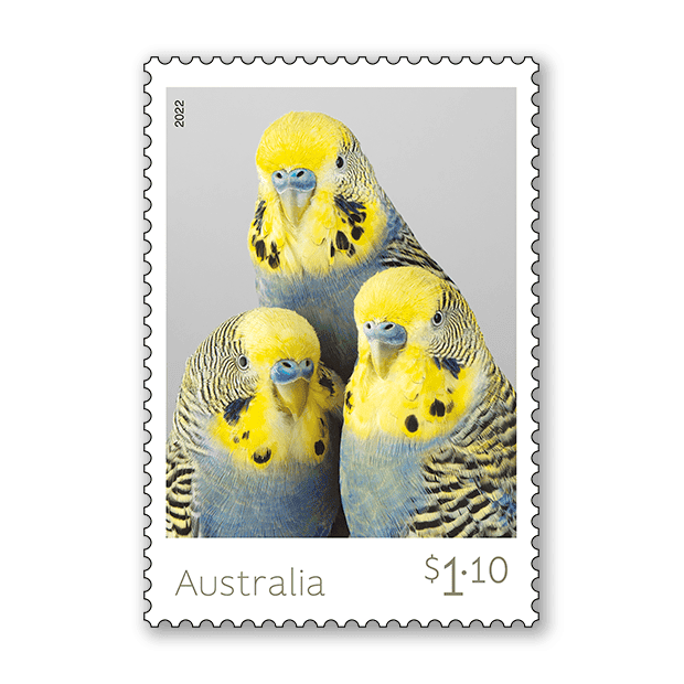Budgerigars Budgerigars