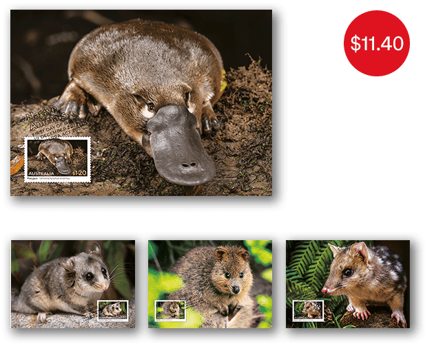 Set of Native Animals Maxicards